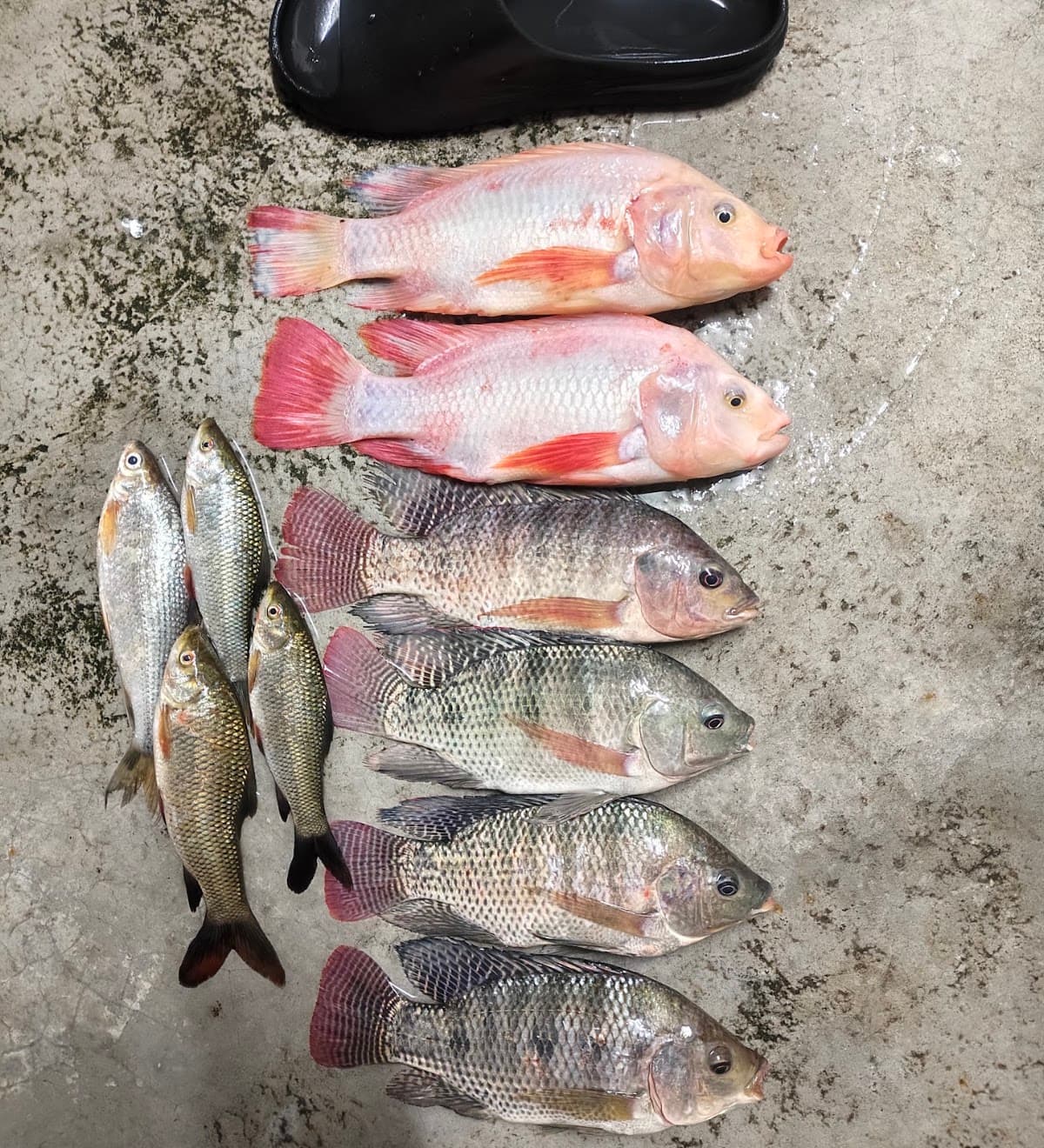 Port Mancing TNB
