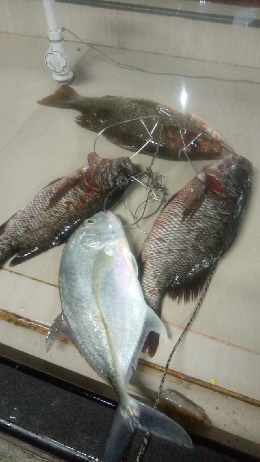 Kolam Pancing Sungai Rekoh