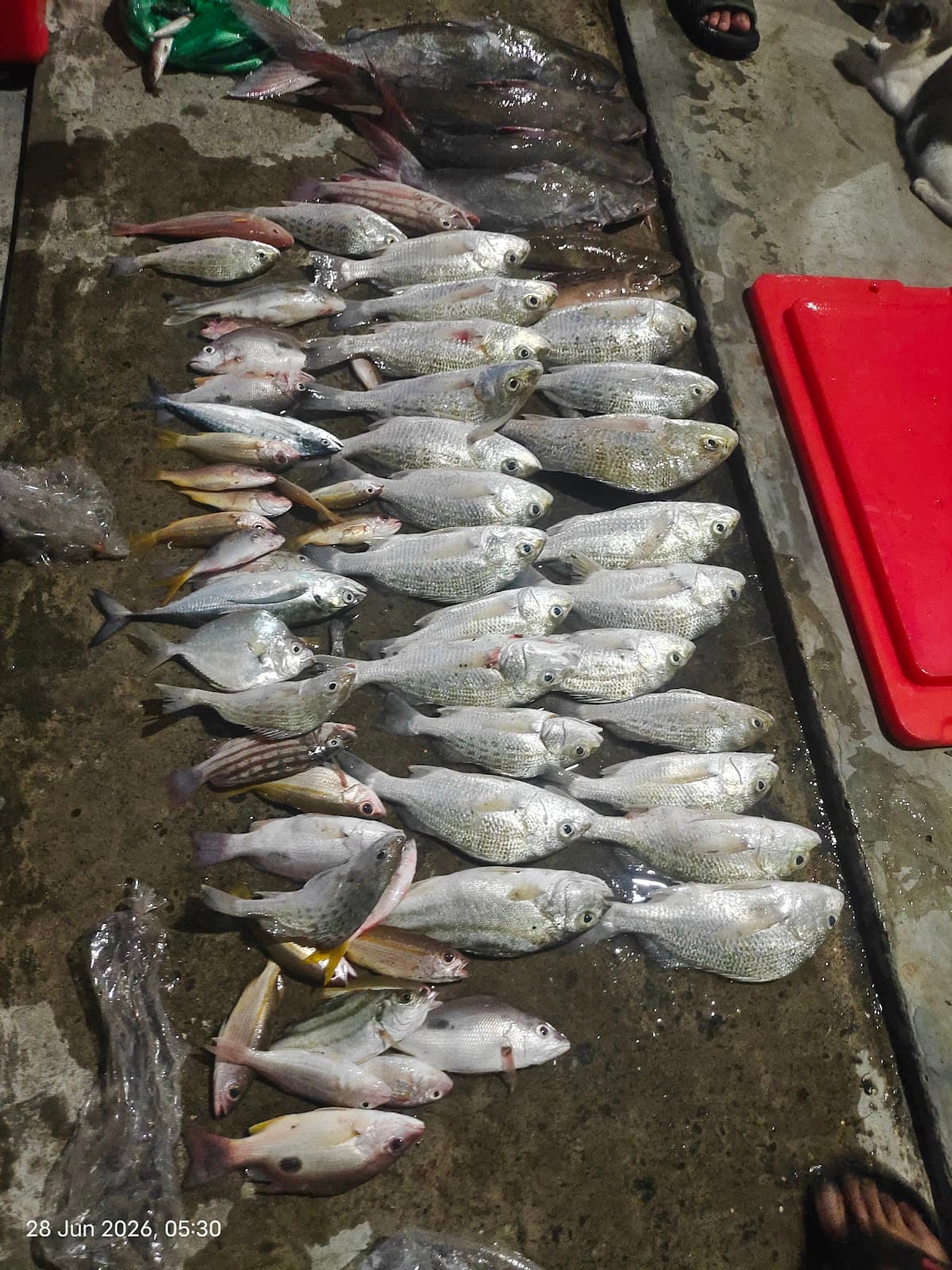 PORT MEMANCING SANDAKAN