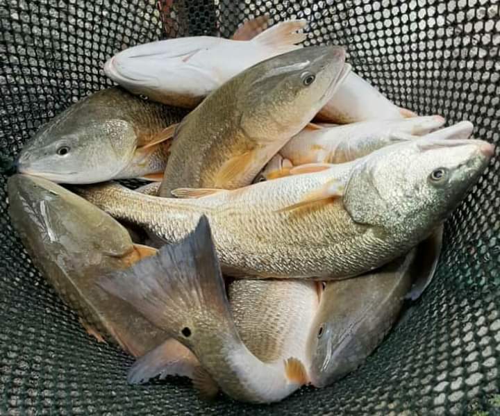 Brother Fishing Pond