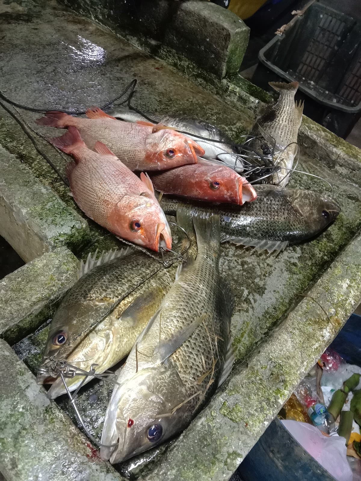 Best PD Fishing