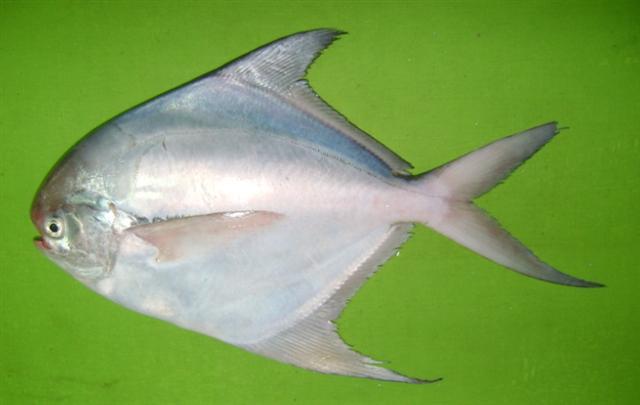 Bawal putih