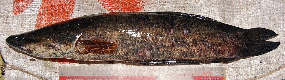 Bujuk