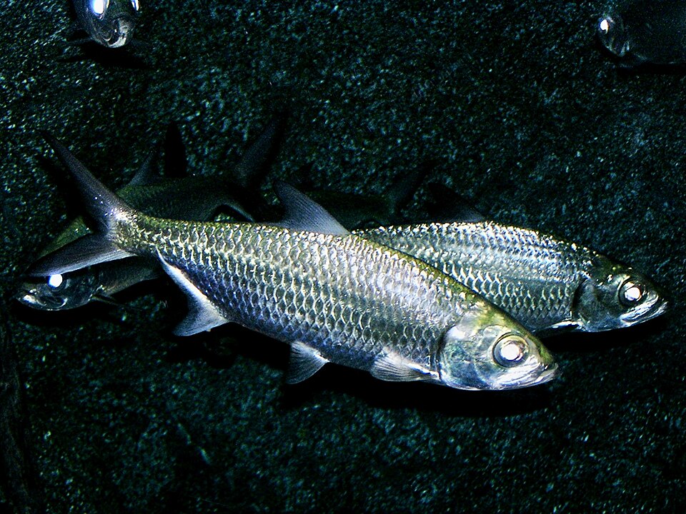 Ikan Bulan