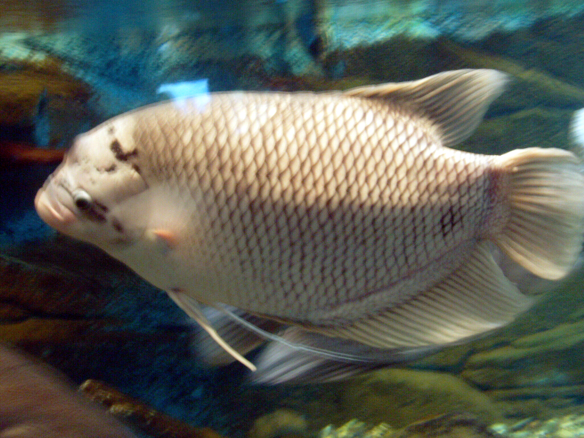 Kaloi