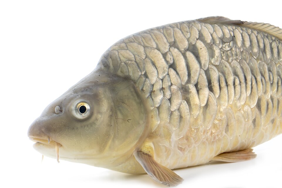 Ikan Kap Biasa