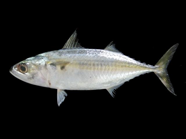 Ikan Kembung