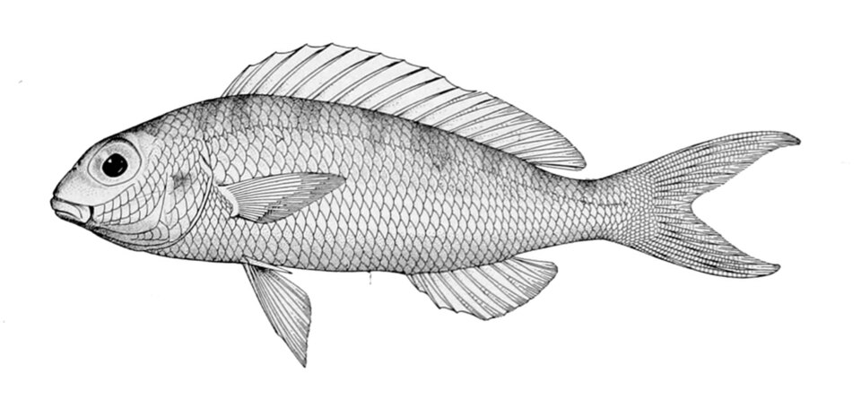 Kerisi