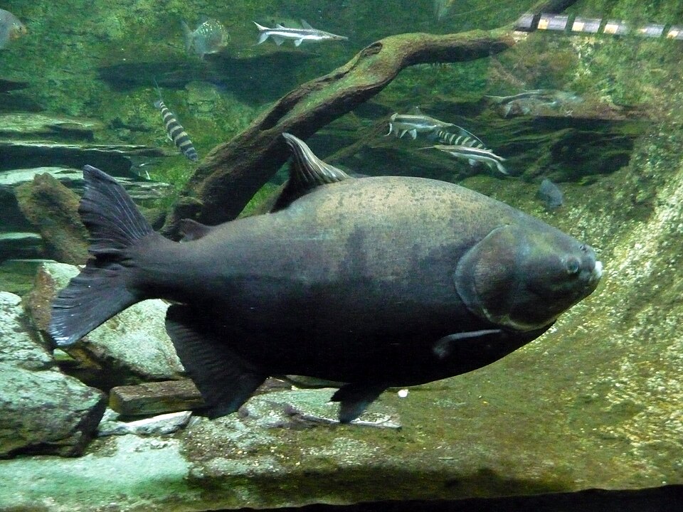 Pacu