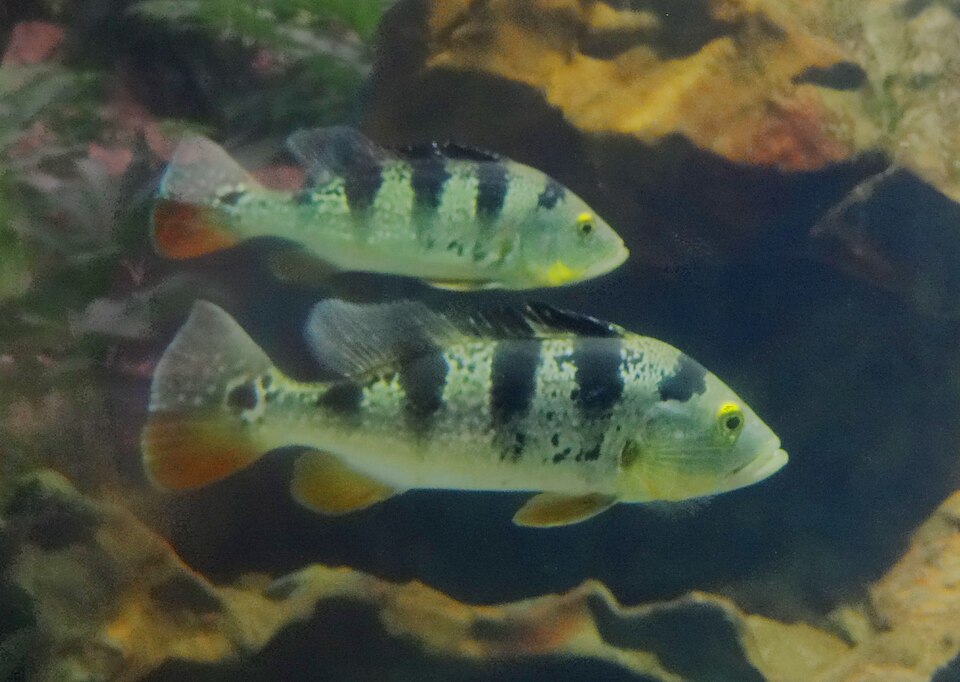 Peacock Bass