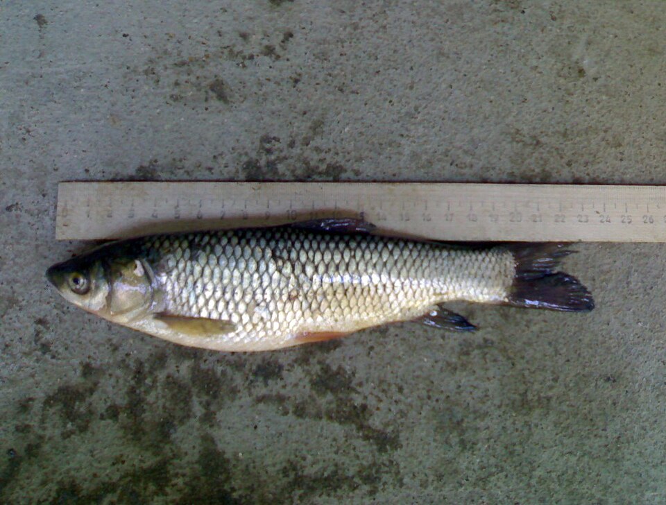 Ikan Kap Rumput