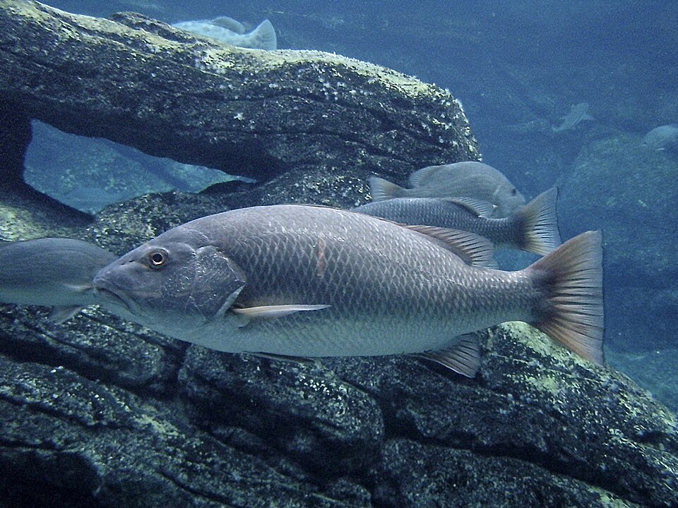 Siakap Merah