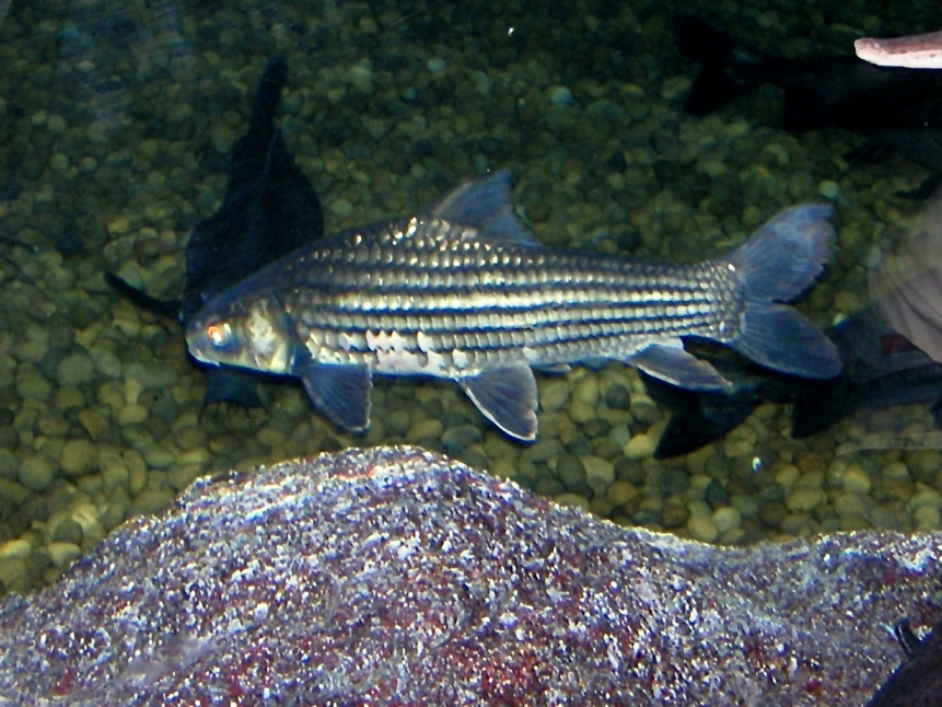 Temoleh