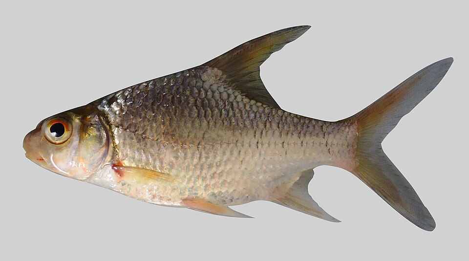 Tengalan