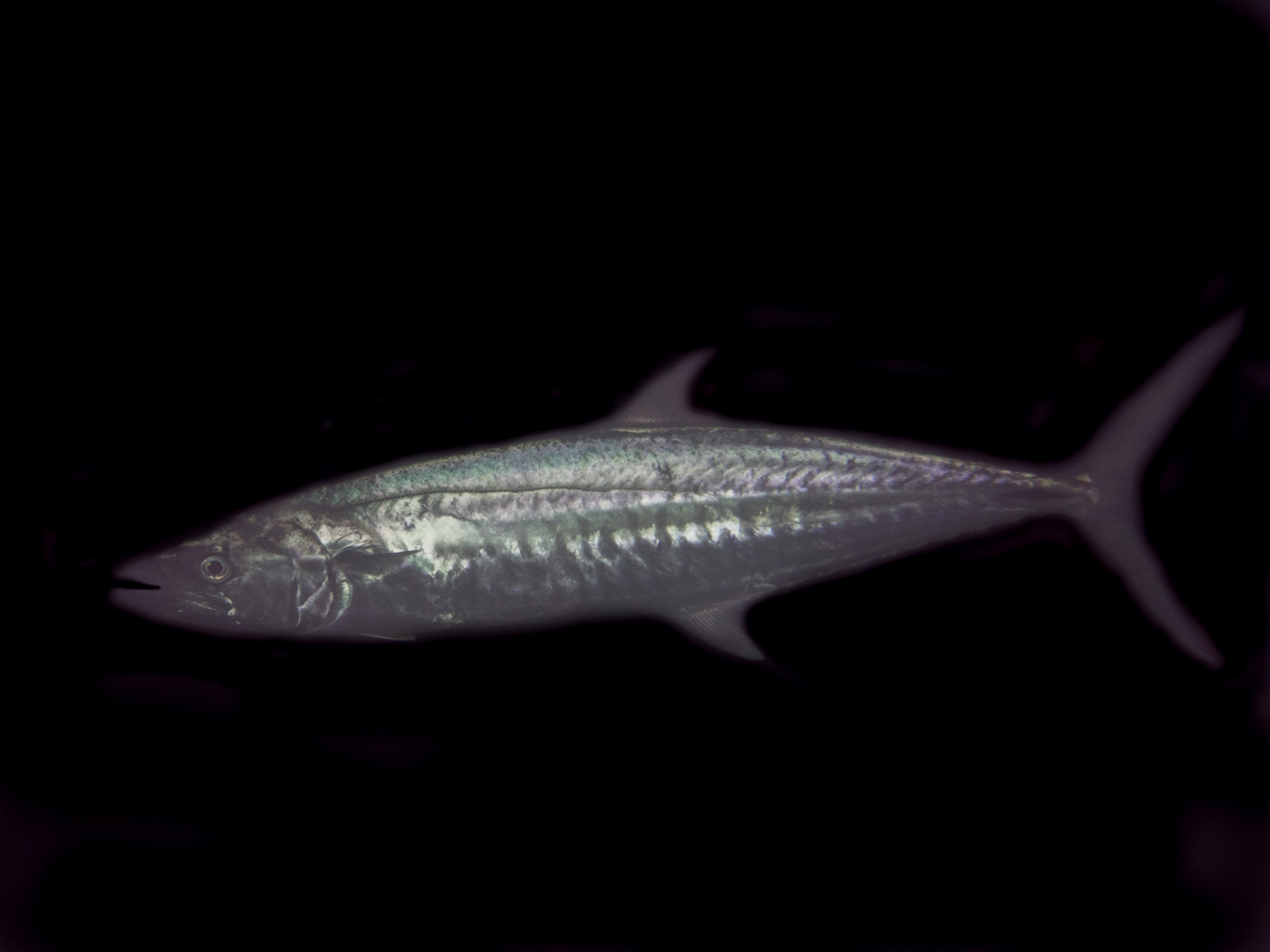Tenggiri