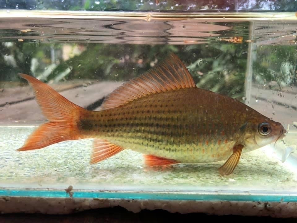 Terbul