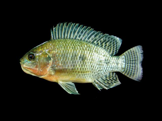 Tilapia